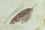 Miocene Fossil Leaf (Populus) - Augsburg, Germany #139451-2